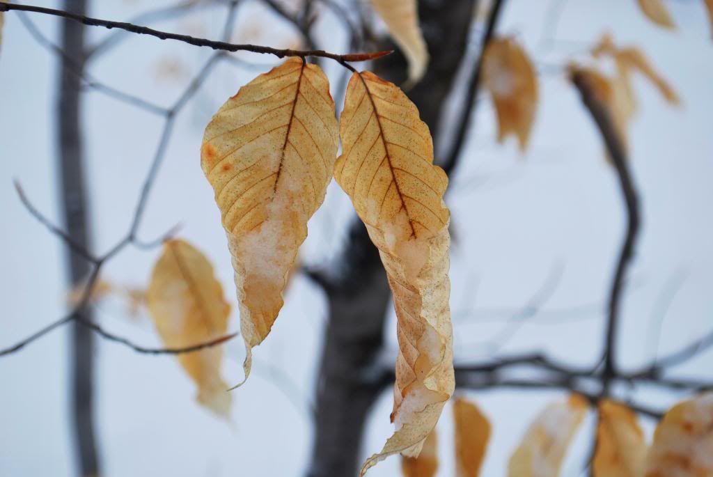 DSC_0128.jpg
