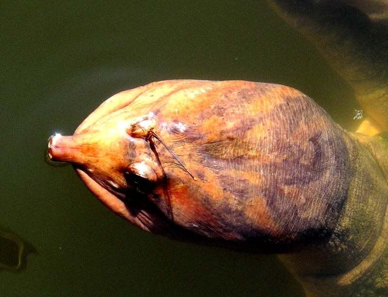 turtle3.jpg