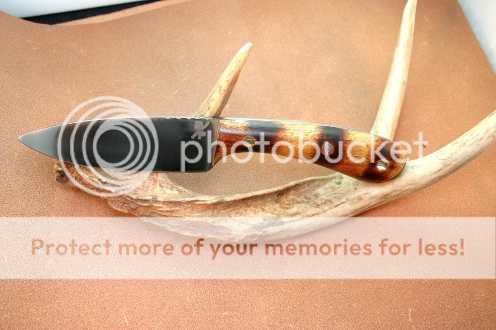 IMG_4221_1_zpsa0c6d99d.jpg
