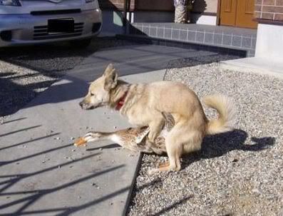 bird-dog-757078.jpg