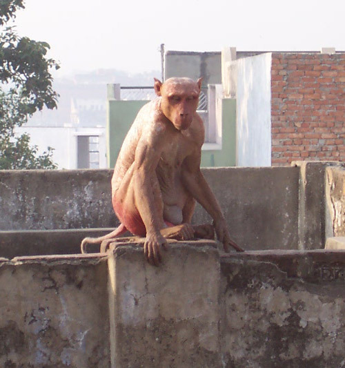 hairlessmonkey.jpg