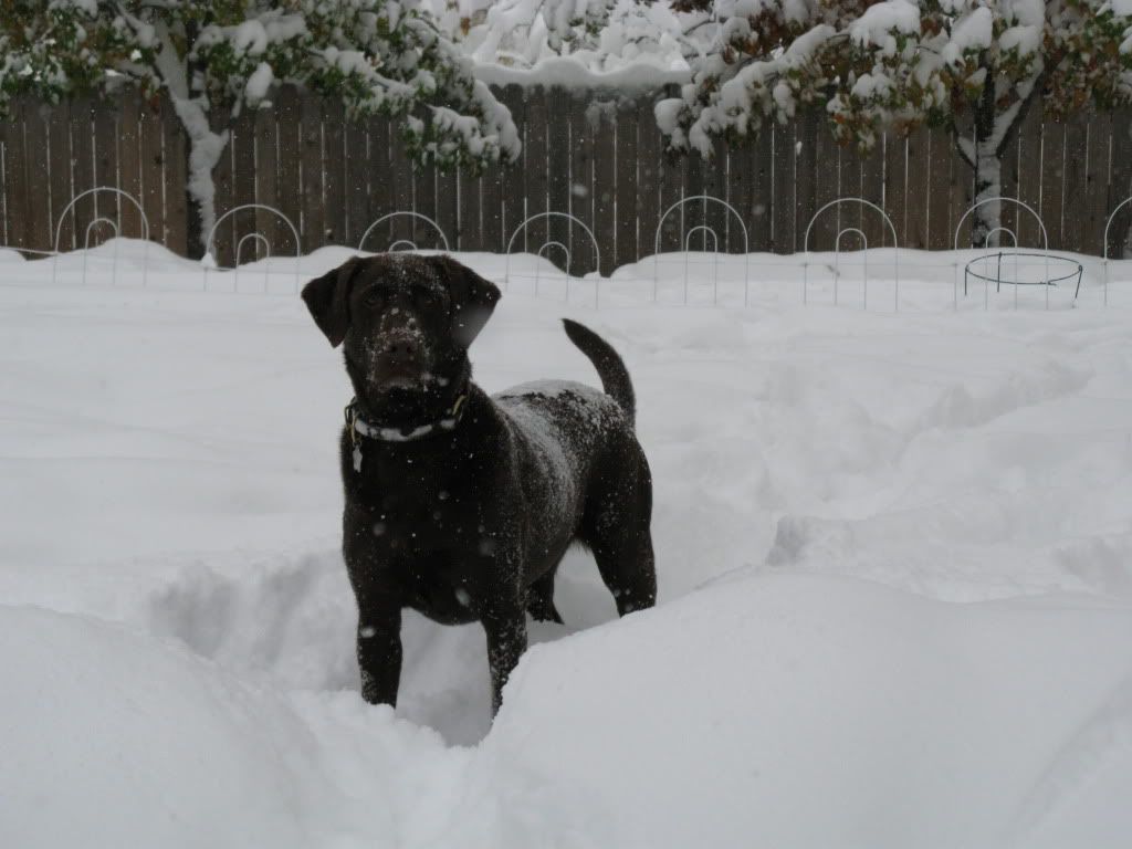Snow3.jpg