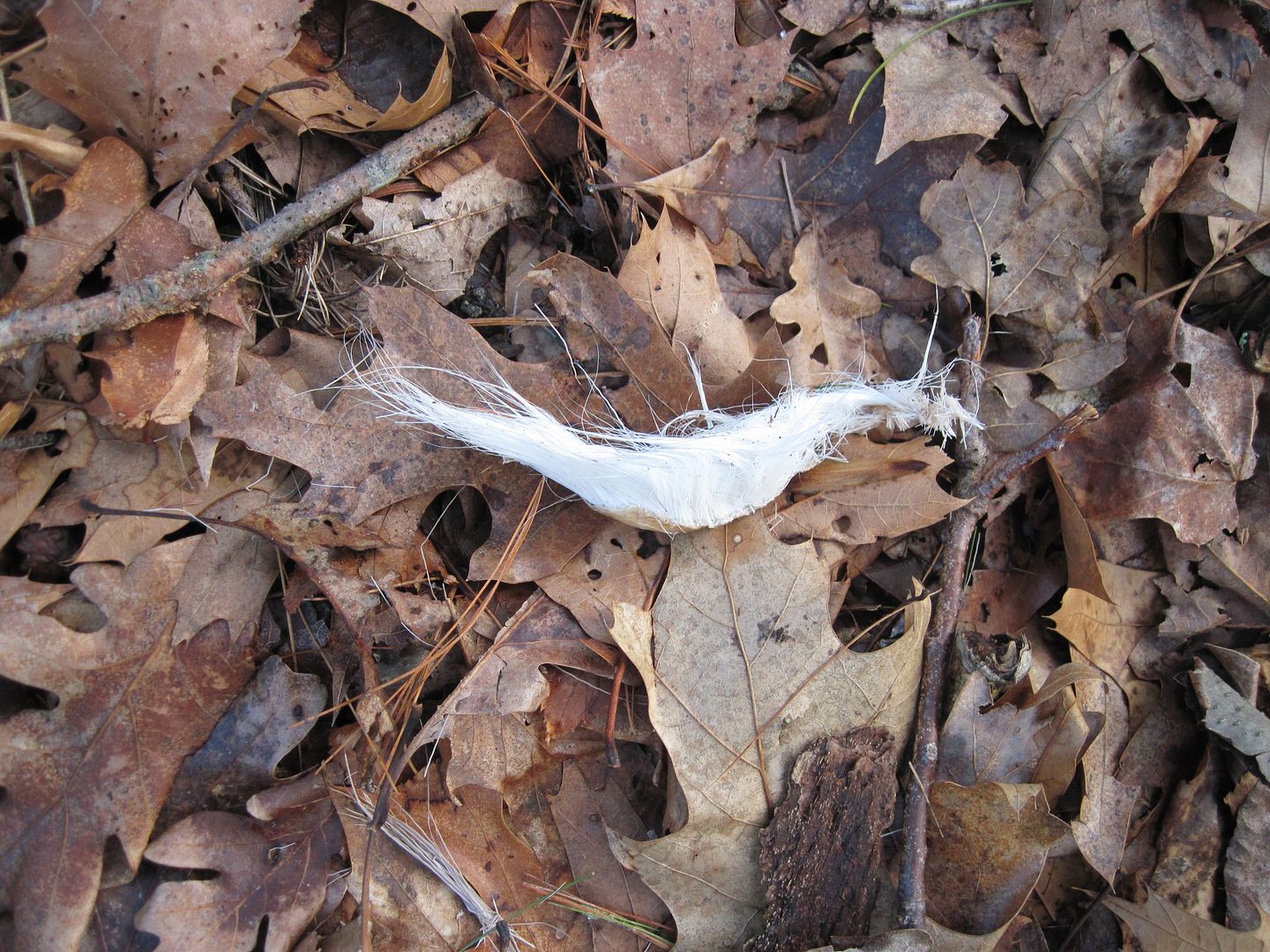 IMG_4948.jpg