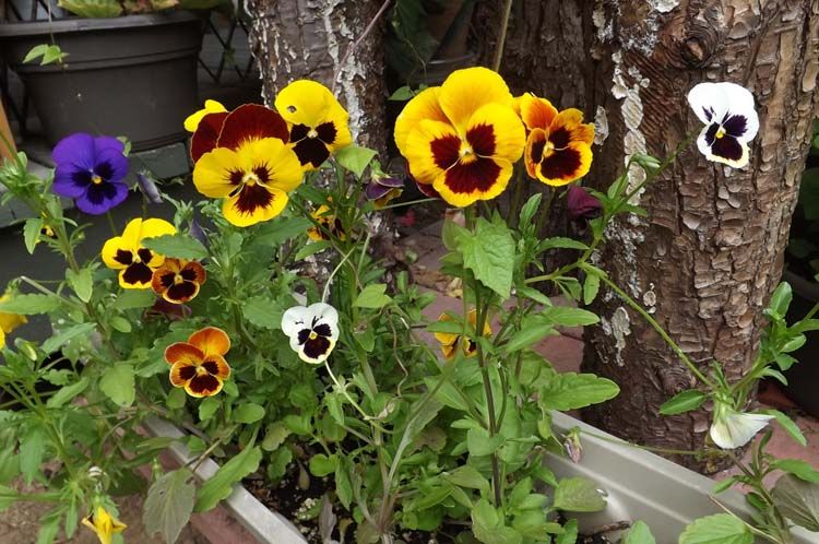 082%20PANSIES%20750%20MED_zpsn2zcepmg.jpg