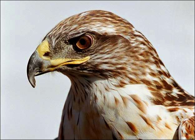 hawkpicture.jpg