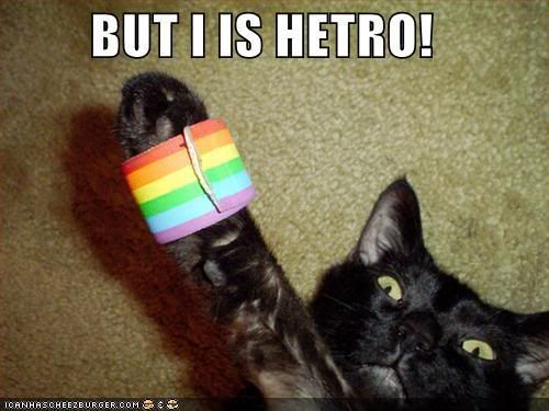 cat-1.jpg