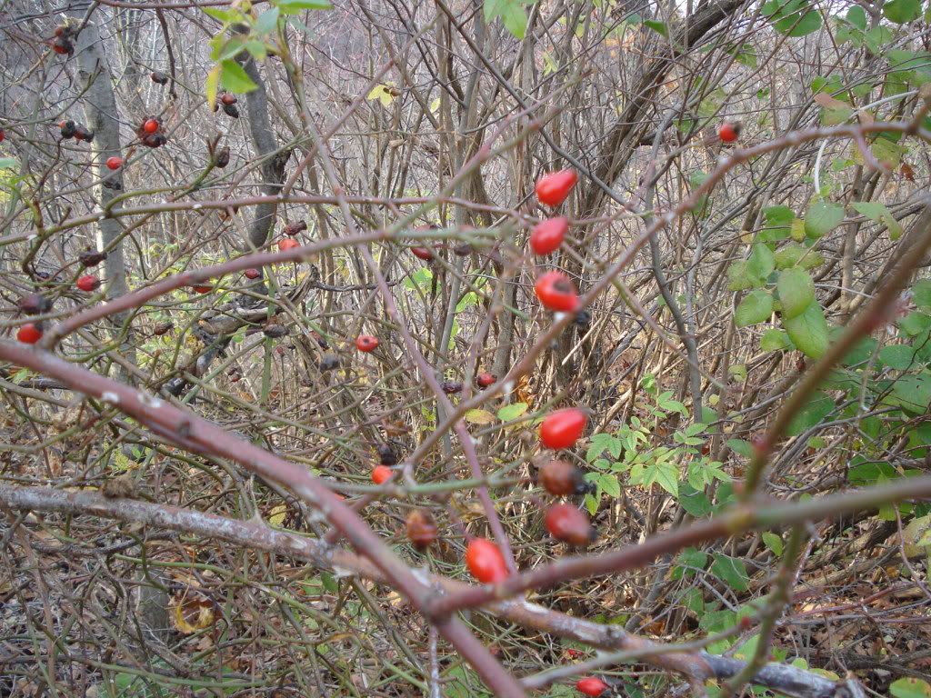 rosehips-1.jpg