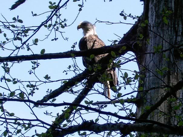 eagle.jpg