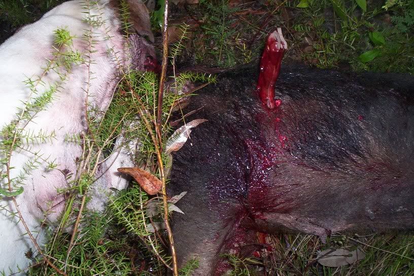 PigCatch2.jpg