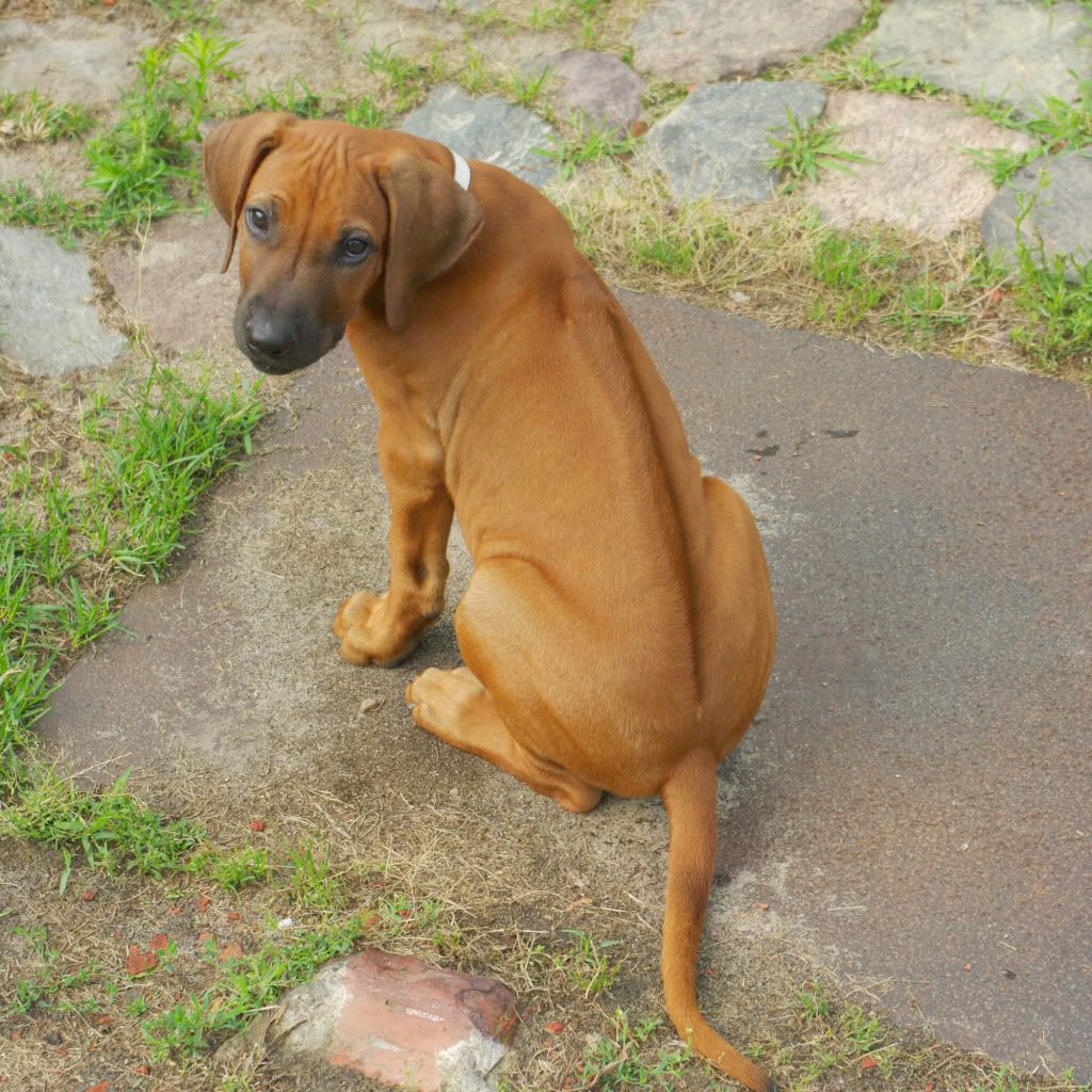 Hund0710Rcken.jpg