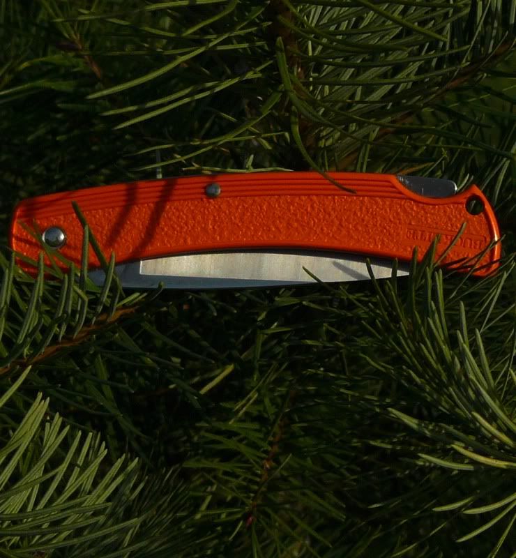 12-02-20110424ORS-BBuckliteorange424011.jpg