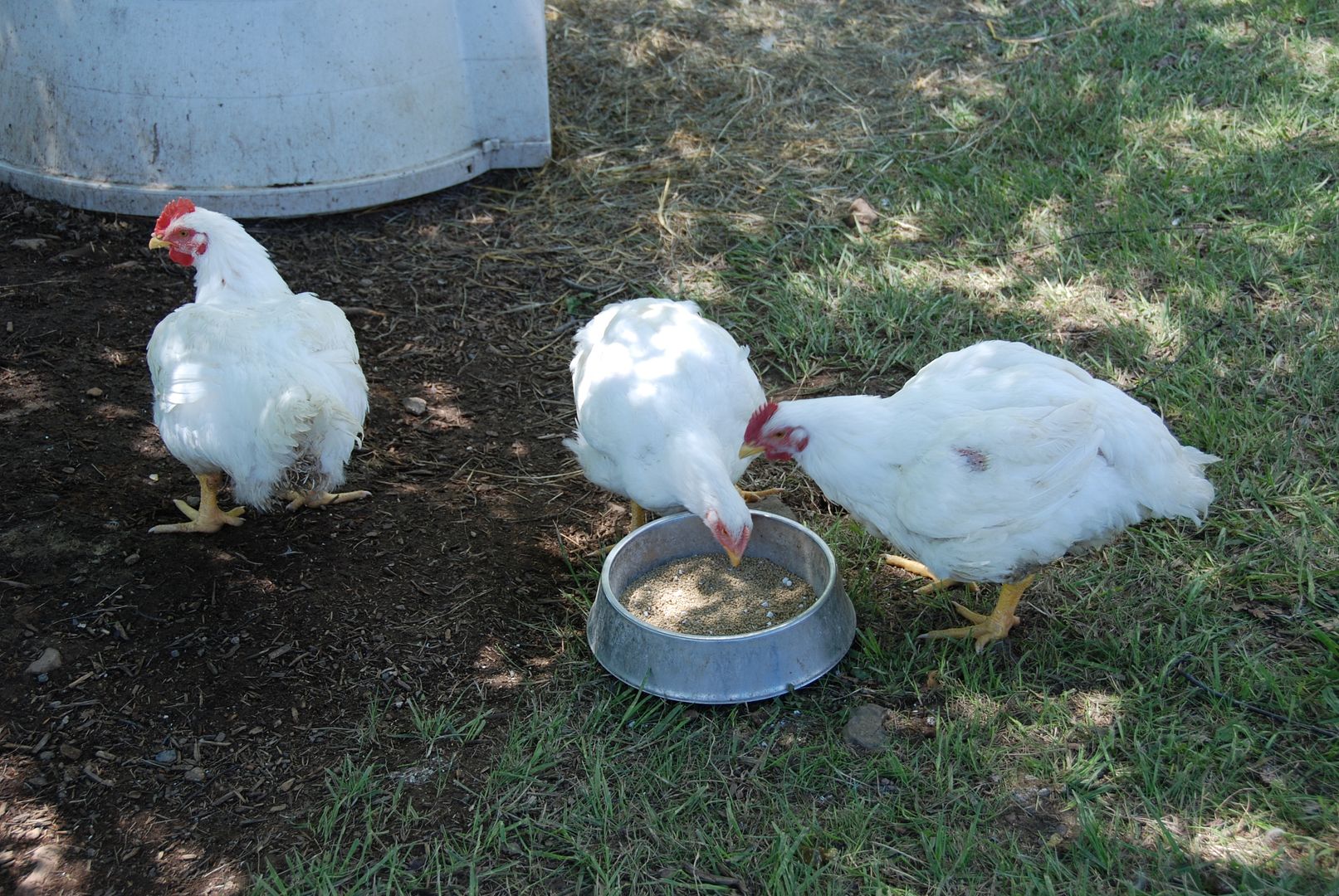 chickens016.jpg
