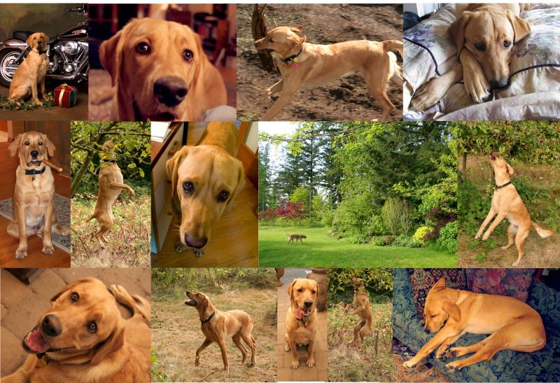 HarleyCollage.jpg