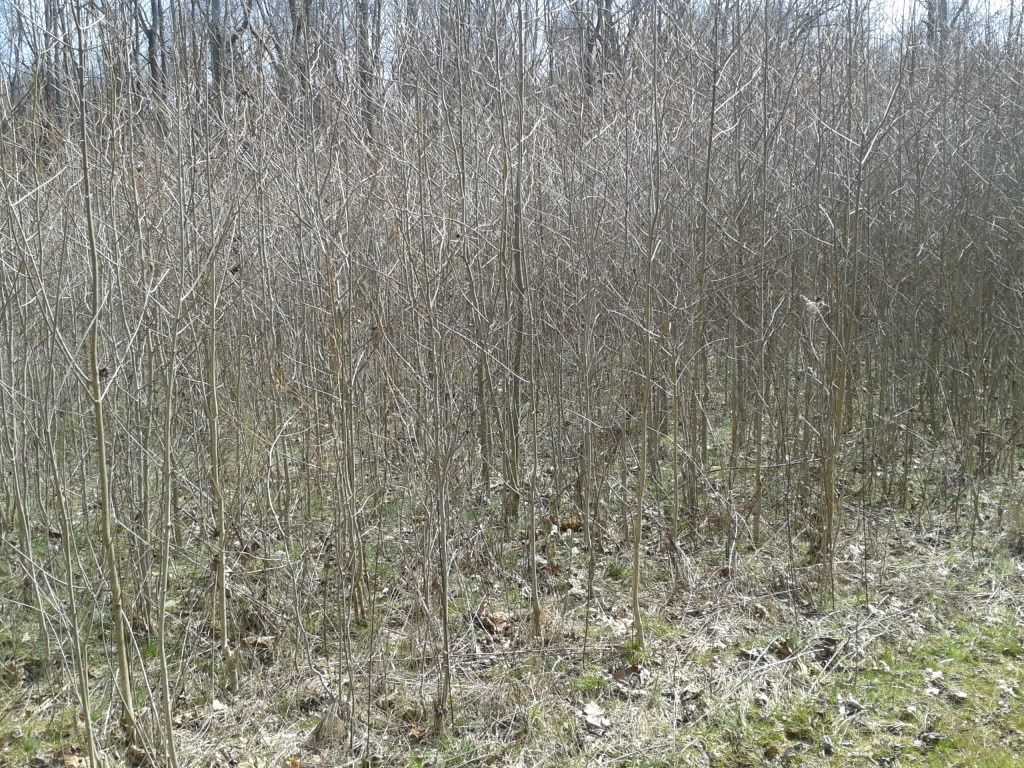 2013-03-09124959_zpsa8d901f2.jpg