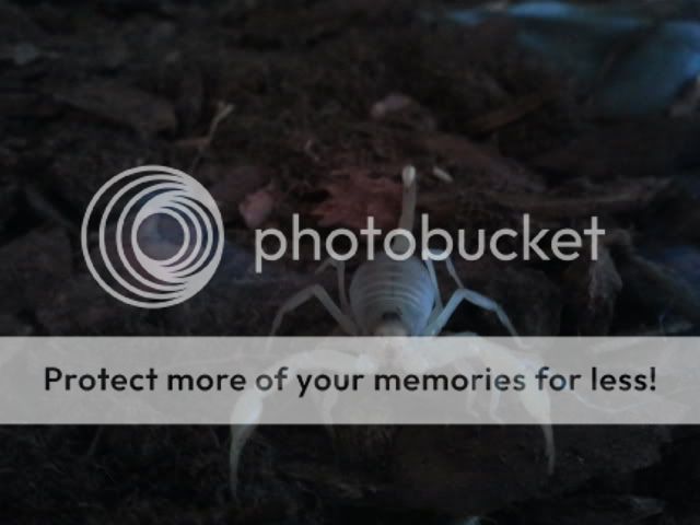 2011-11-06163310.jpg
