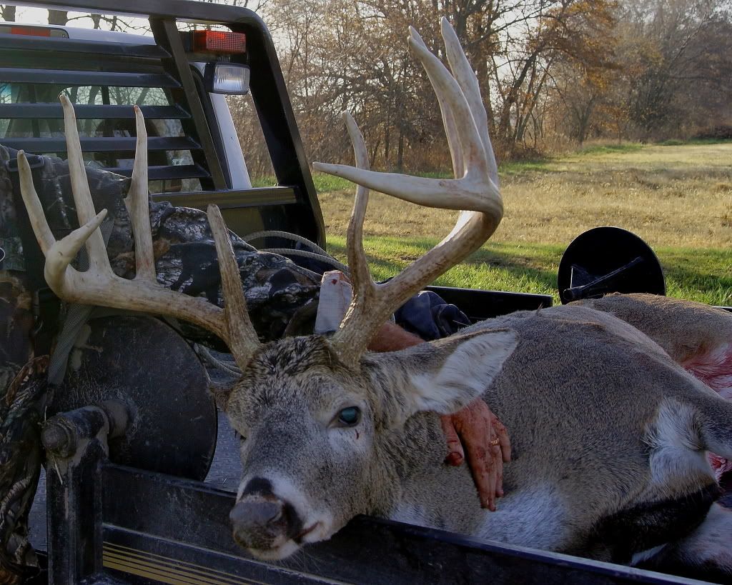 DSC05427buck-1.jpg