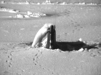 polar%20bear%20submarine.jpg