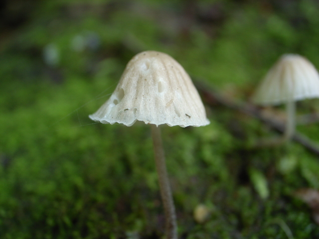 2009.07.04.R0018801.JPG
