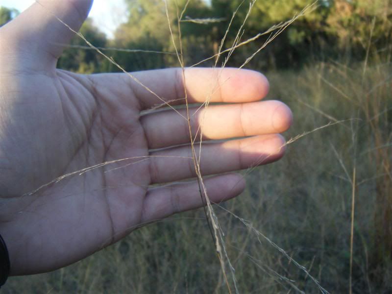 DSCF2418Medium.jpg