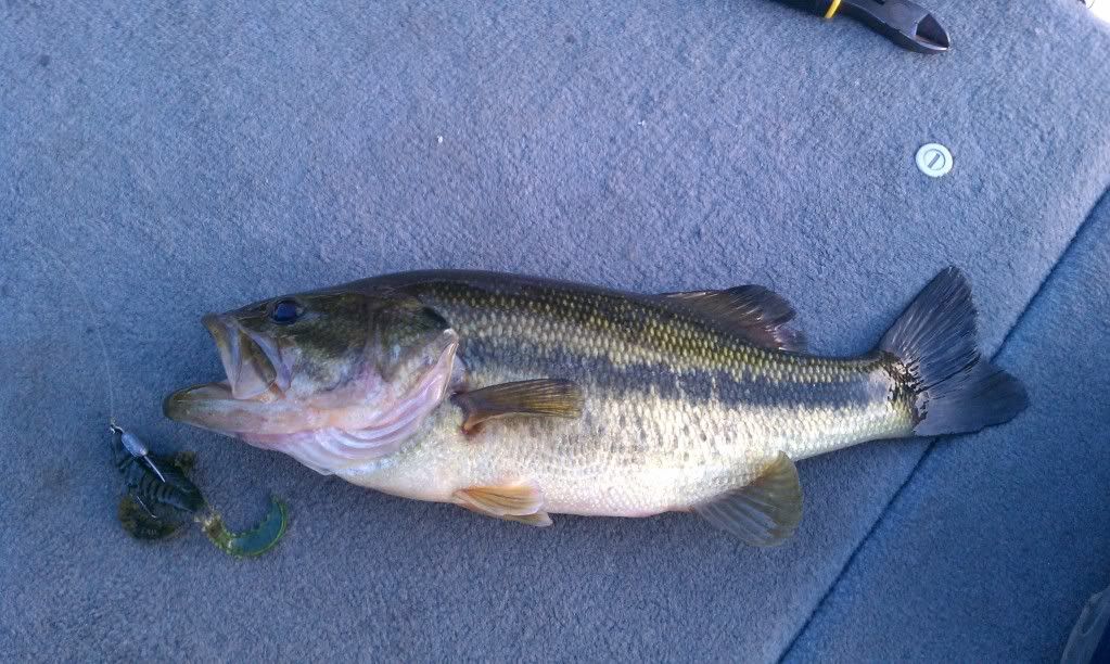 april12bass2.jpg