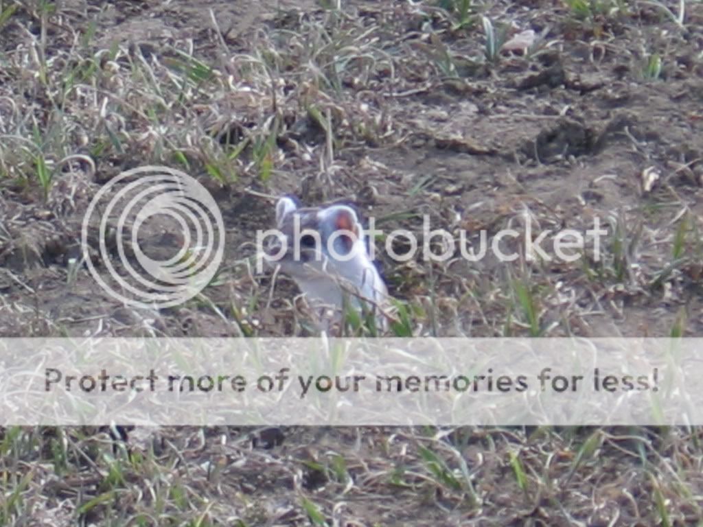 prairieweasel.jpg
