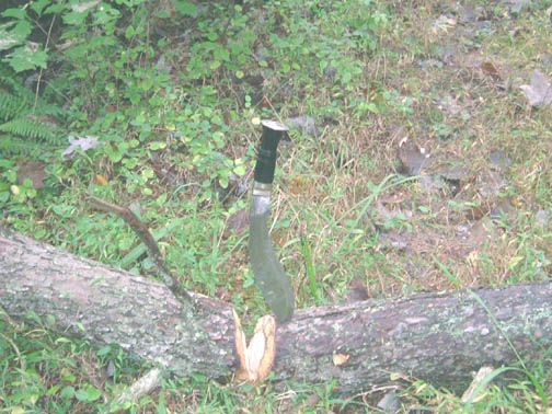 bigtreecut.jpg