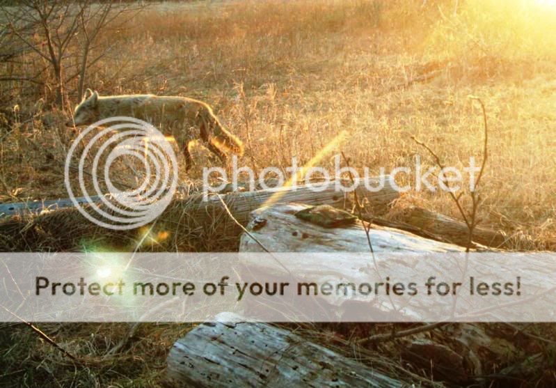 morningcoyote-1.jpg