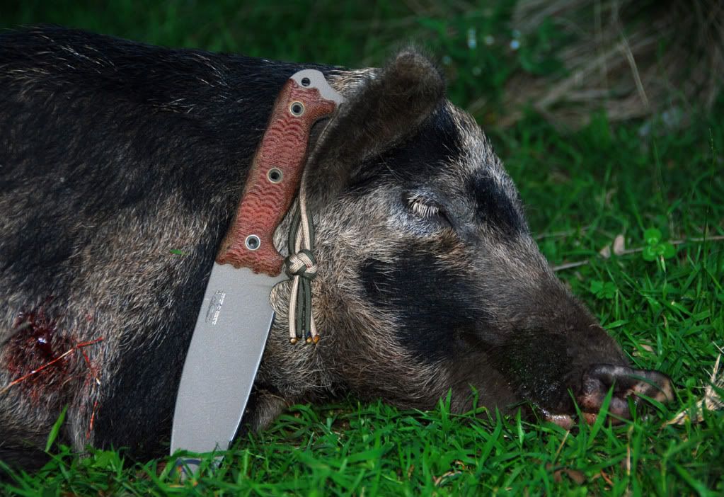 BusseHog1.jpg