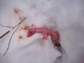 deer2.jpg