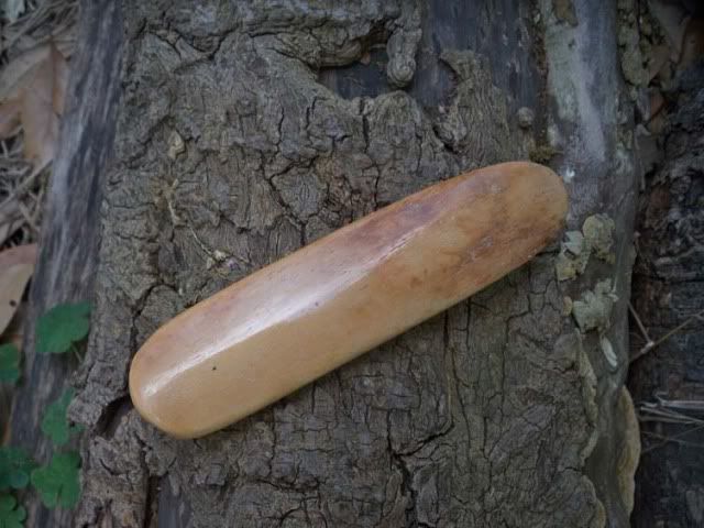 boner1.jpg