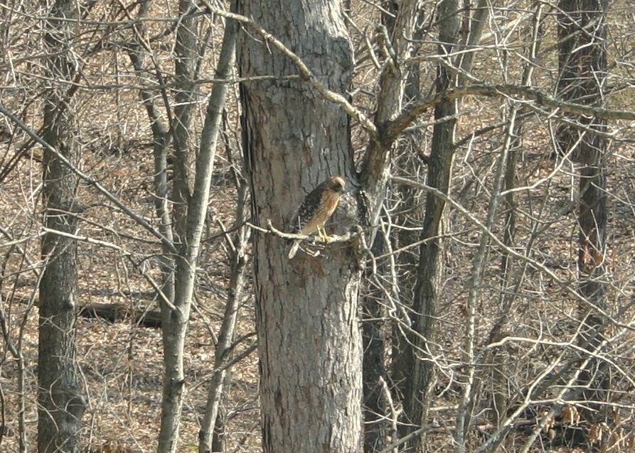 Red-ShoulderedHawk03_zps67c6a080.jpg~original