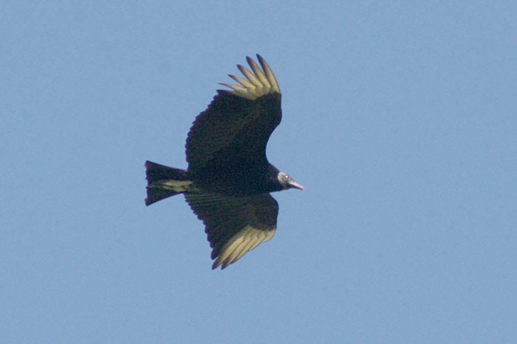 Turkeyvulturejuv_zpsf466a06f.jpg