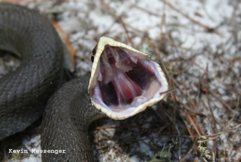 hognoseIMG_3301.jpg