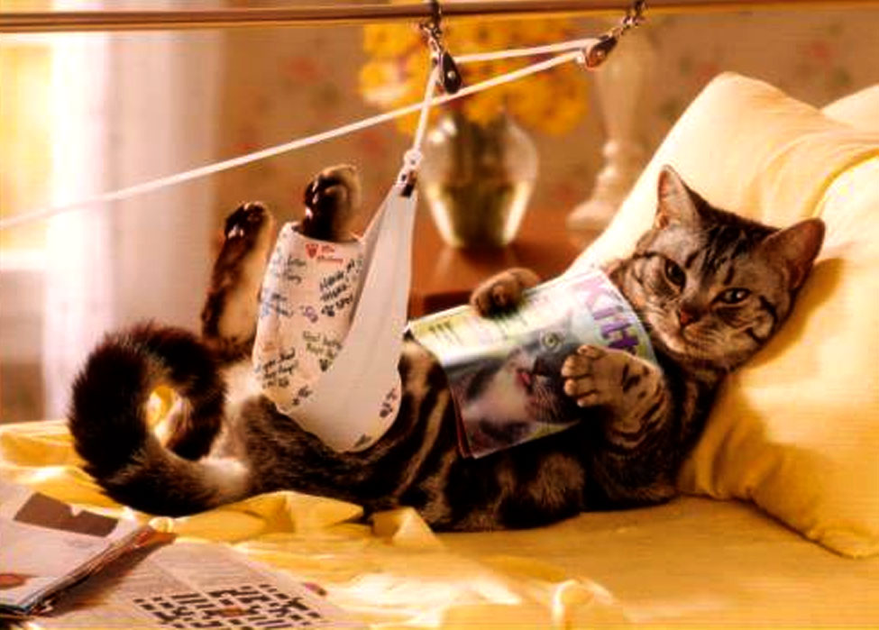 catPatient.jpg