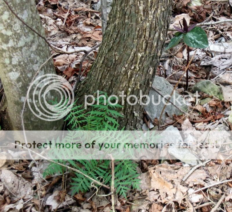 IMG_3087.jpg