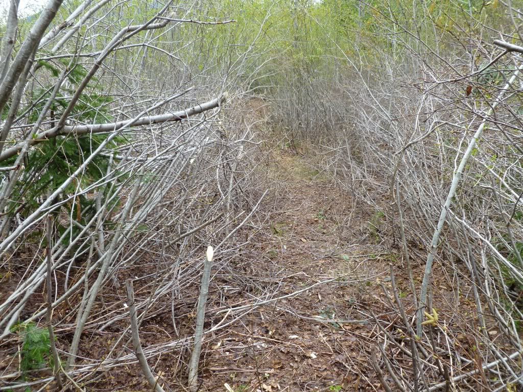 P1000199.jpg