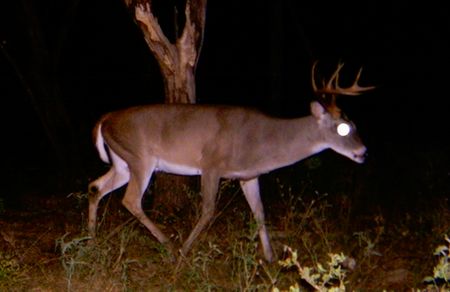 spotlight-surveys-for-deer-management-02.JPG