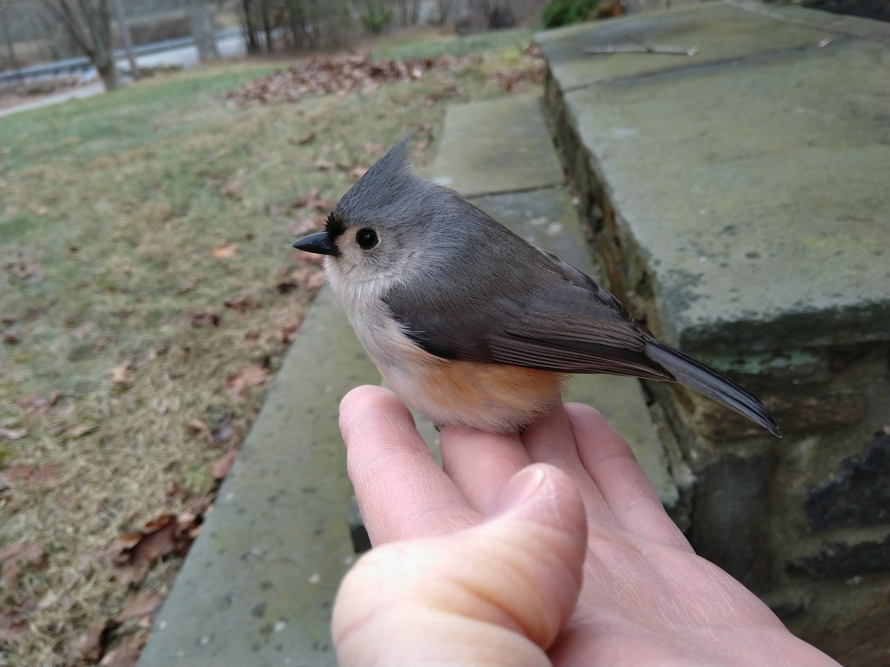IMG_20201228_115937-small.jpg