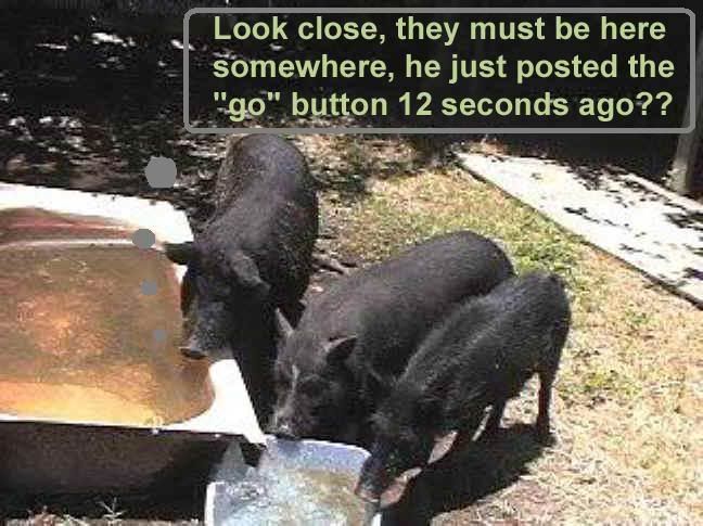 shelter-pigsatwatertrough.jpg
