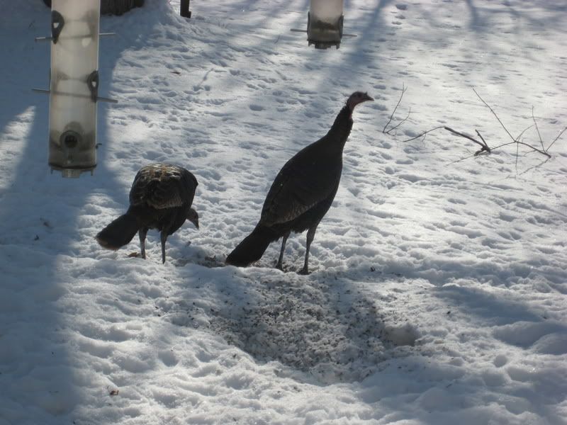turkeys001.jpg