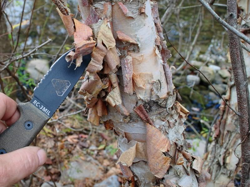 PaperBark.jpg