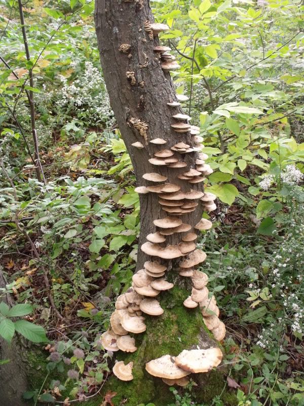 FallPetun020.jpg