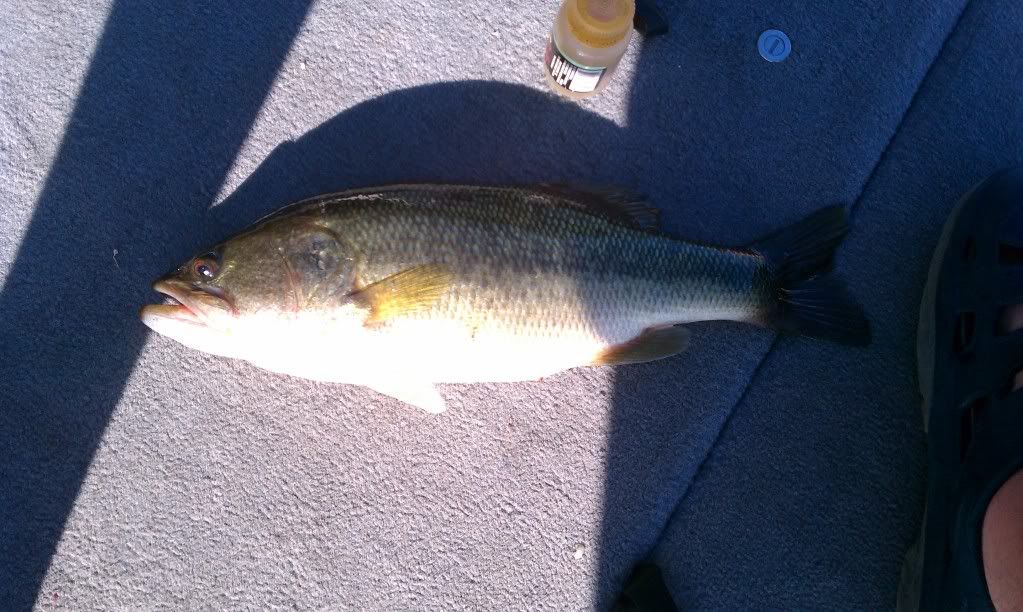 april12thbass1.jpg