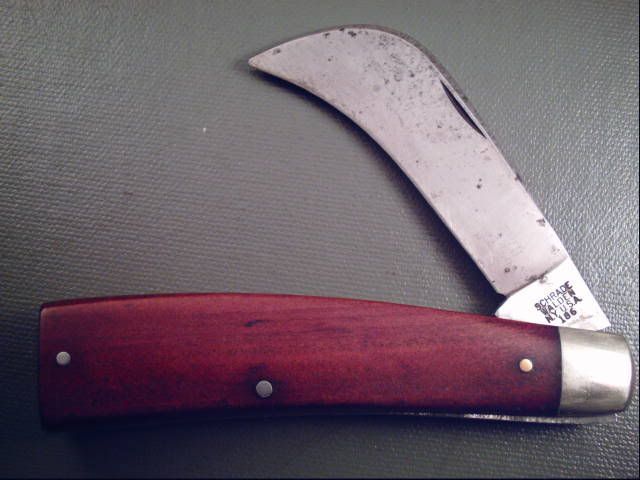 schradehawkbill2.jpg