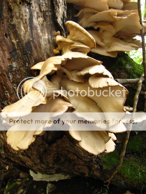 OctoberHike023.jpg