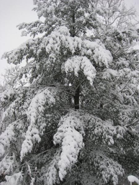 FirstSnowDecember12008004.jpg