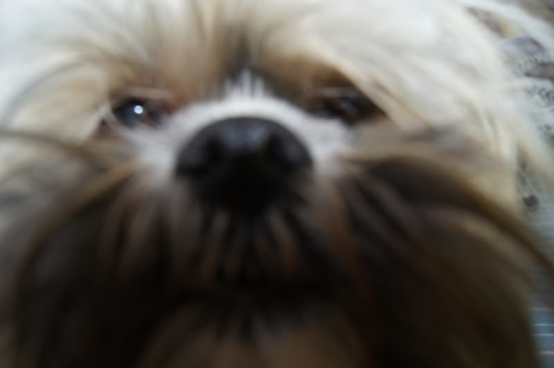 SophiesaysHiGrandma.jpg