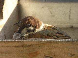 2009.03.18.R0018046.gif