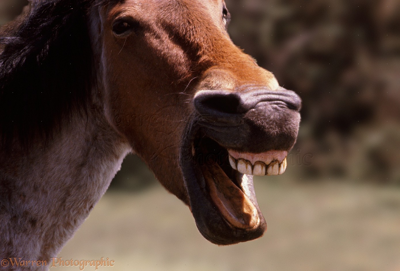 06961-Laughing-horse.jpg