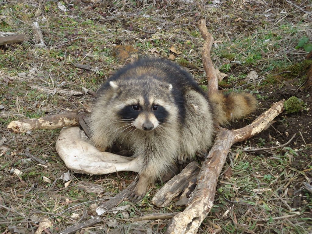 Trapping38.jpg